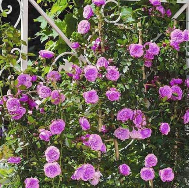 Плетистые розы: посадка и уход в открытом грунте