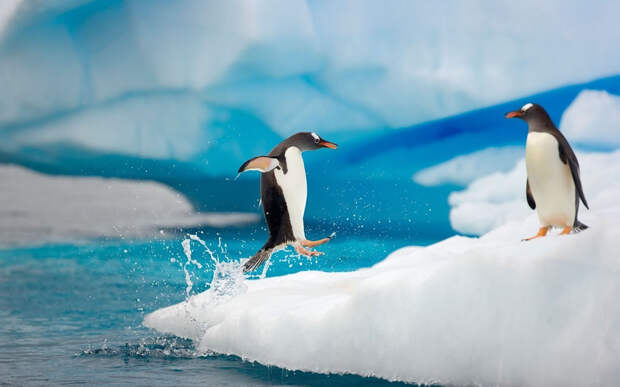 penguin-running-jumping-on-ice-from-frigid-water