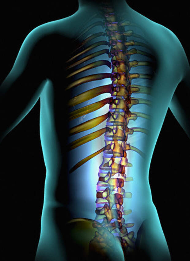 Восстановление позвоночника. Позвоночник. Здоровый позвоночник. Осевший позвоночник. Позвоночник красивая картинка.