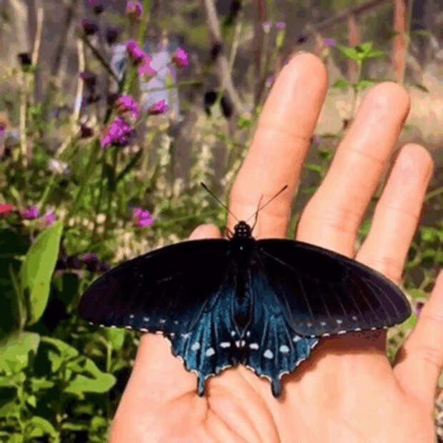 бабочки, красота, природа, экология