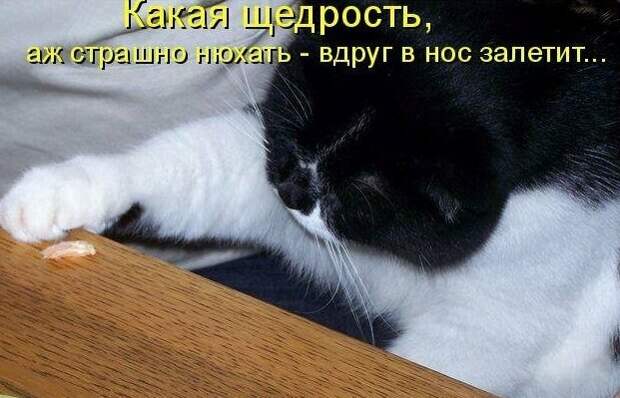 Картинки котяр с смешными надписями (34 фото) картинки, коты, юмор