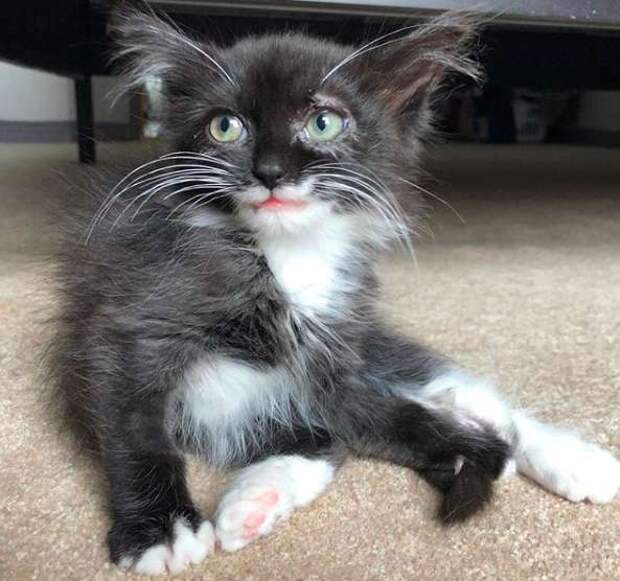 котенок нашел дом котенок улыбается