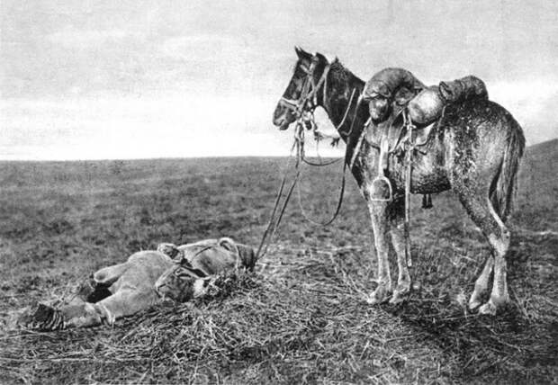 Лошади на полях Первой мировой
