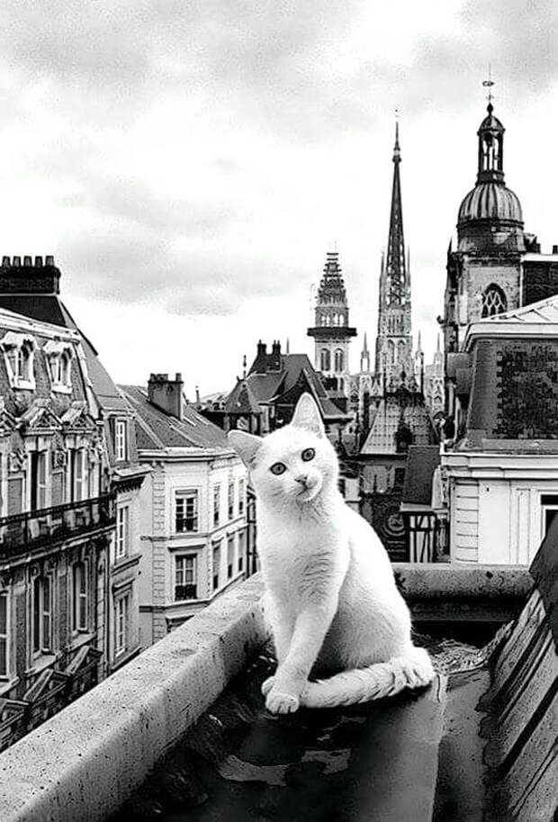 Белая кошка на высокой крыше Весь Мир, история, черно-белые фотографии