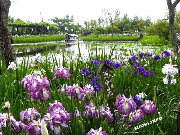 Суйго Савара (Suigo Sawara) - водный сад ирисов в Японии