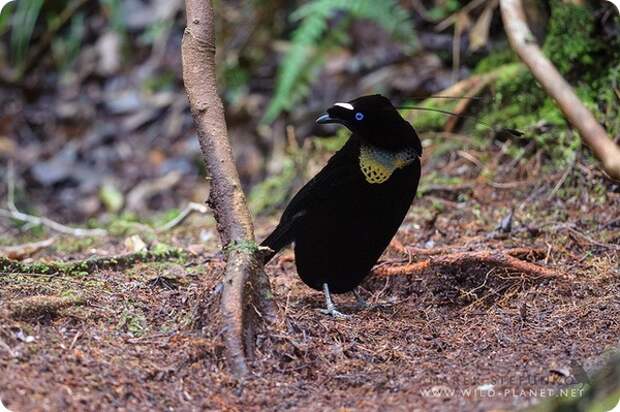Западная паротия (лат. Parotia sefilata)