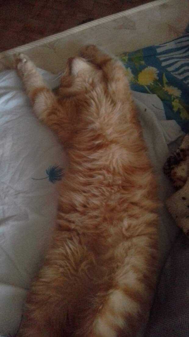 дом для котёнка рыжий кот