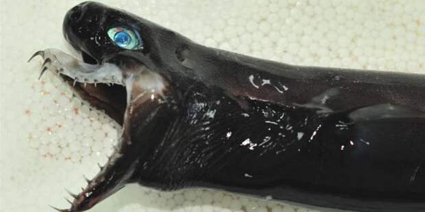 В Тихом океане поймали акулу-Чужого с выдвижными челюстями