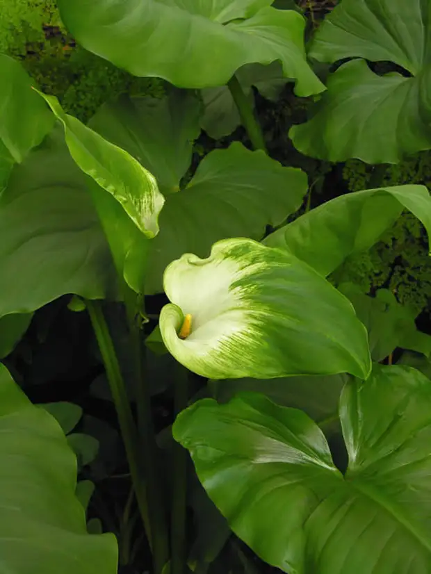 Цветок калла листья. Калла Зантедеския зелёная. Zantedeschia aethiopica. Калла Грин Годдес. Калла Эфиопика Грин Годдес.