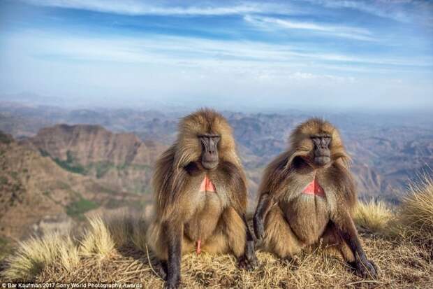 Философы. Бабуины в эфиопских горах искусство, конкурс, красота, фото