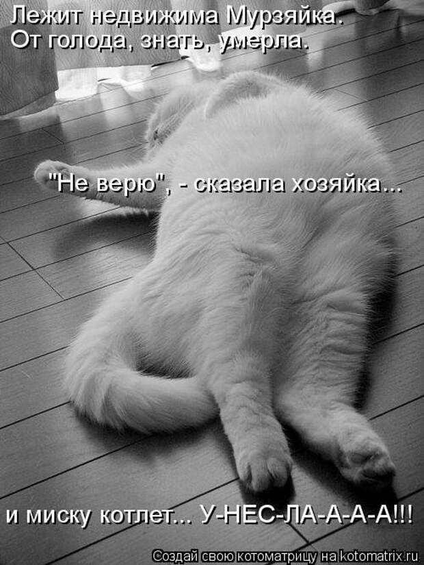 Свежая котоматрица (33 фото)