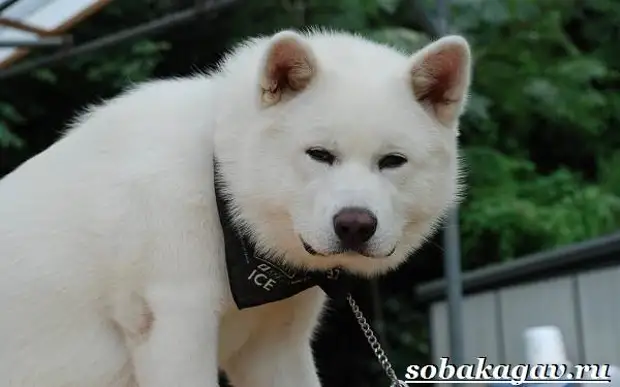 Акита ину собака. Описание, особенности, уход и цена акита ину