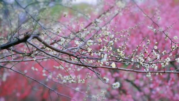 Цифровая фотография 樱花落下 Гуандун Китай