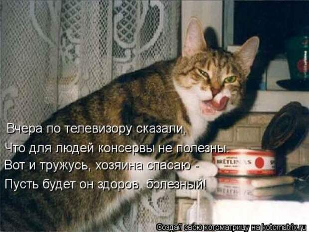 Свежая котоматрица (33 фото)