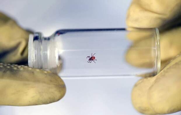 За неделю в Тульской области от укусов клещей пострадали 17 человек