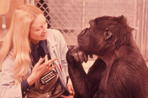 Психолог Франсин Паттерсон и горилла Коко слушают музыку