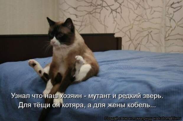 Веселая котоматрица