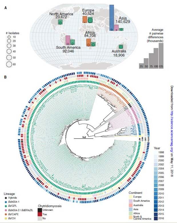 Genetic diversity and phylogenetic tree of a global panel of 234 B. dendrobatidis isolates. (A) Map overlaid with bar charts showing the relative diversity of isolates found in each continent and by each major lineage (excluding isolates from traded animals). The bar heights represent the average numbers of segregating sites between all pairwise combinations of isolates of each lineage in each continent (therefore, only lineages with two or more isolates from a continent are shown). Outlined points at the base of each bar are scaled by the number of isolates for each lineage in that continent. The numbers around the outside of the globe are the average number of segregating sites between all pairwise combinations of isolates grouped by continent. Colors denote lineage as shown in (B). (B) Midpoint rooted radial phylogeny supports four deeply diverged lineages of B. dendrobatidis: BdASIA-1, BdASIA-2/BdBRAZIL, BdCAPE, and BdGPL. All major splits within the phylogeny are supported by 100% of 500 bootstrap replicates.