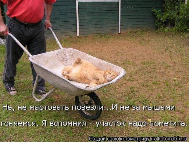 Лучшие котоматрицы недели (50 фото)