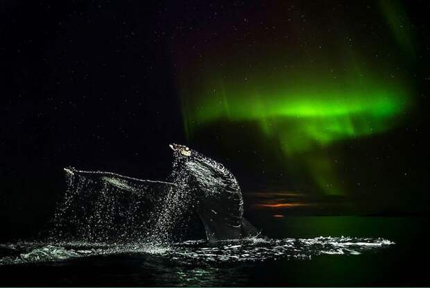 Arctic Whales