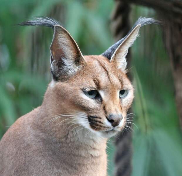 Каракал, или степная рысь (лат. Caracal caracal)