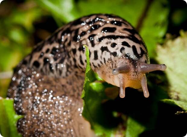 Большой придорожный слизень (лат. Limax maximus)