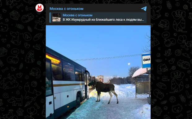 Из-за аномальных морозов лоси массово выходят к жителям Подмосковья