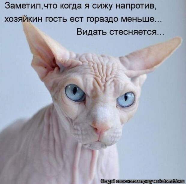 Котоматрицы(картинки с надписями)