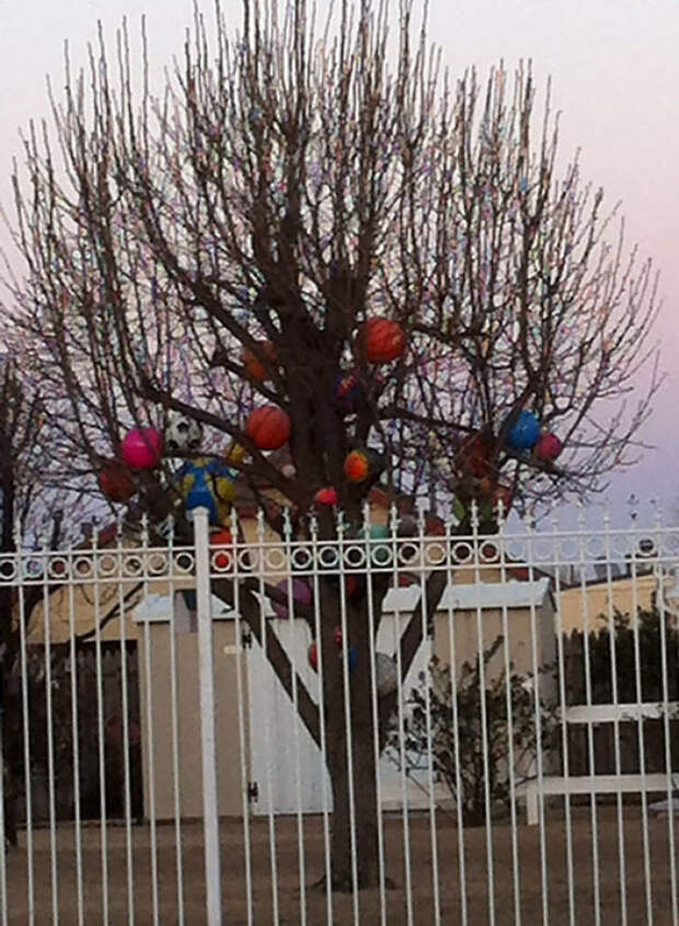 Whenever A Ball Goes Into My Neighbors Yard, He Puts Them In His Tree So No One Can Get Them Back