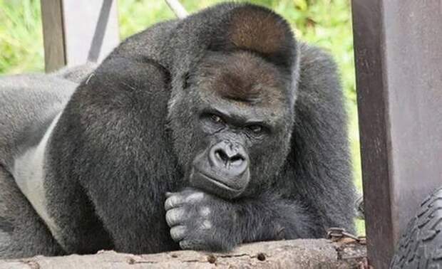 Шабани - самый фотогеничный в мире красавец-горилла