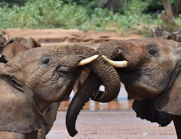 Слоны дают друг другу «имена»