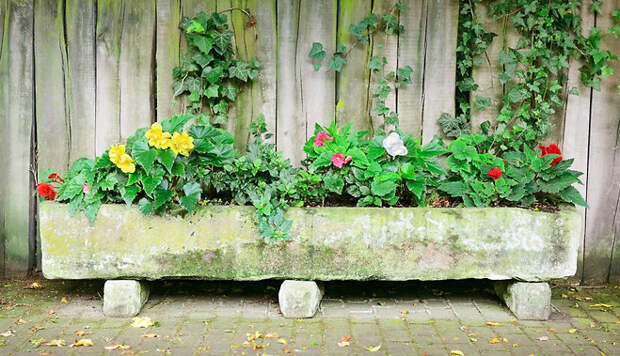 Комнатные вьющиеся растения: оживляем домашние уголки и декорируем стены