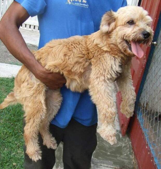 бездомные собаки до и после, бродячие животные, спасение бездомных