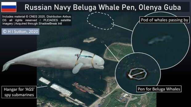 Россия прикрыла от подводных диверсантов ВМБ Тартус боевыми дельфинами