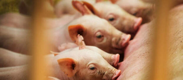 Впервые в науке: Американские генетики вырастили свиней с "очеловеченными" органами