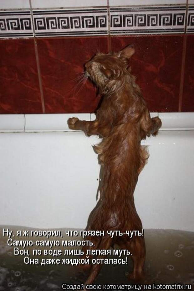 Лучшие котоматрицы недели (50 фото)