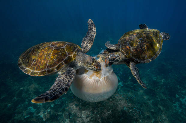 National Geographic: лучший фотограф природы 2016