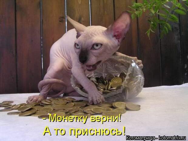 Лучшие котоматрицы недели (50 фото)