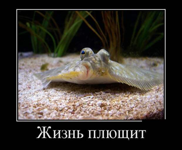 Демотиваторы (30 фото) Демотиваторы (30 фото)