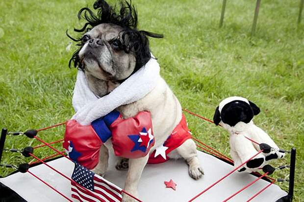 Pugs14 Pugs14 Веселые мопсы мастера маскировки