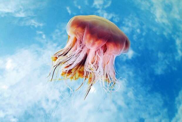 Необычные подводные фото - медузы на фоне неба - №2