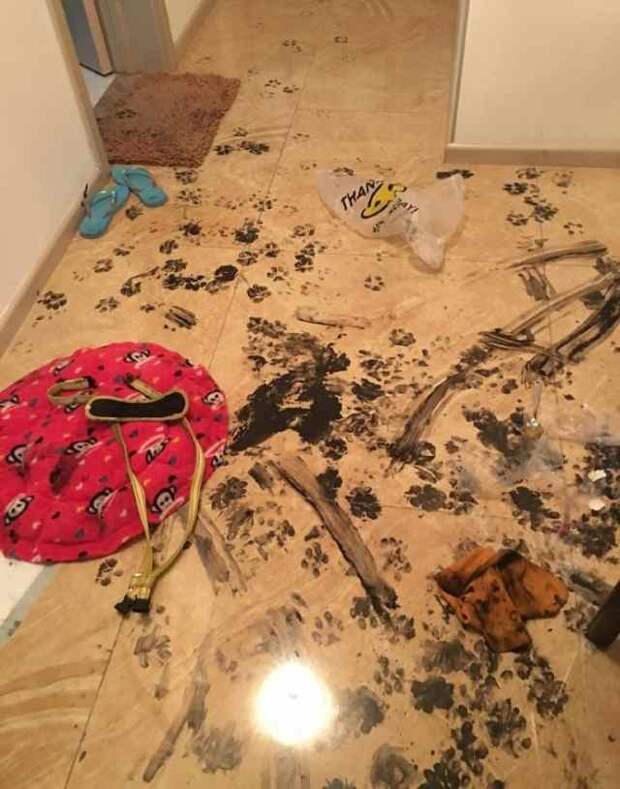 Семья оставила собаку одну дома на 3 часа, но та умудрилась превратить квартиру в настоящий ад