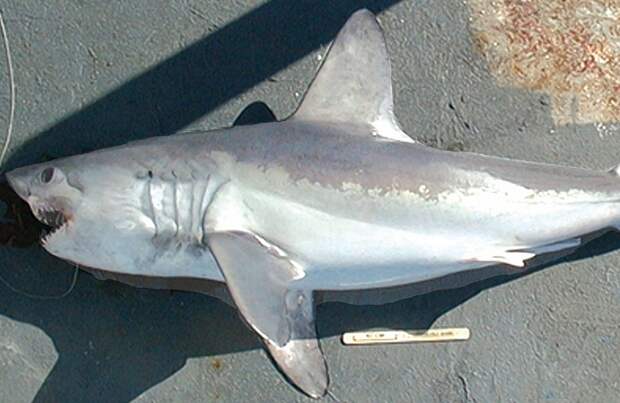 Картинки по запросу крупная акула под владивостоком