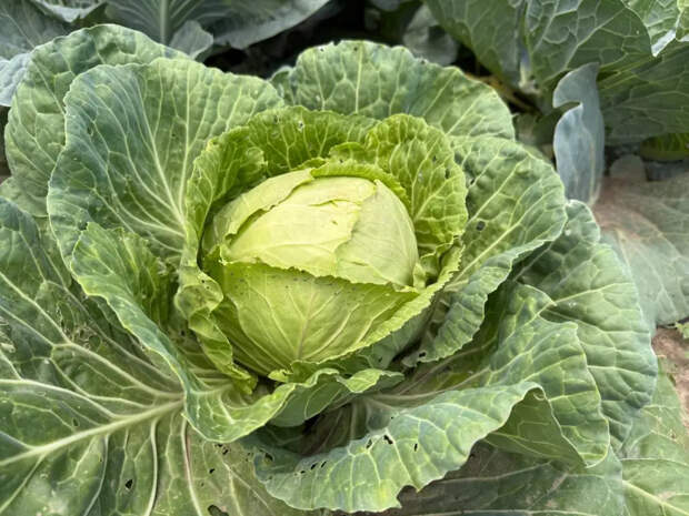 Эта капуста переживет зиму и не сдастся: сорт, которому нипочем мороз, засуха и вредители
