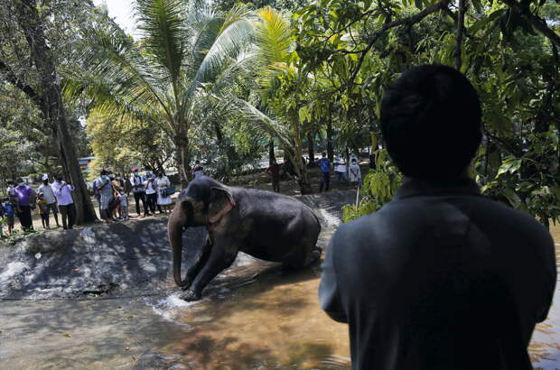 Слон напал на российских туристов на Шри-Ланке