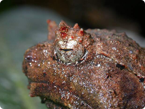 Страшный широкоголов (лат. Asterophrys turpicola)