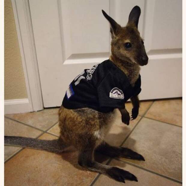 Не все в качестве домашних питомцев держат кошек и собак