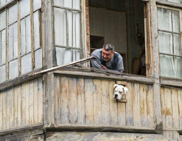 Собака-наблюдака. Собака-наблюдака.
