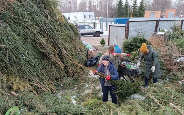 Куда в Петербурге можно сдать ёлку на переработку 8 января 2025