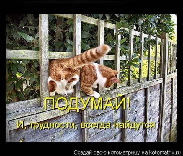 Котоматрицы(картинки с надписями)
